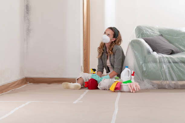 Reliable Black Mold Remediation contractor in North Babylon, NY by Mold Remediation HQ