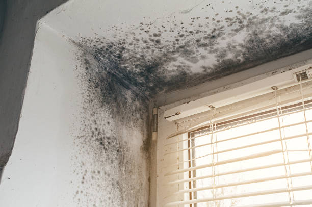 Affordable Black Mold Remediation solutions in North Babylon, NY